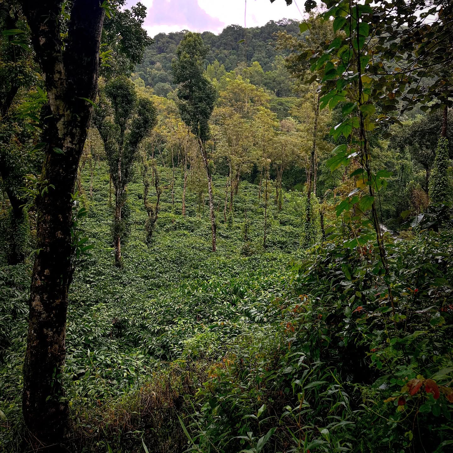 Western Ghats